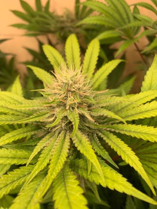 FF Mix pack fastbuds. Week 12