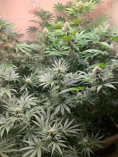 FF Mix pack fastbuds. Week 12
