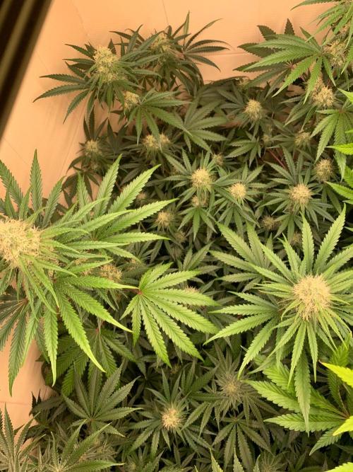 FF Mix pack fastbuds. Week 12 - 2/7 #S12 ( 23/09 )