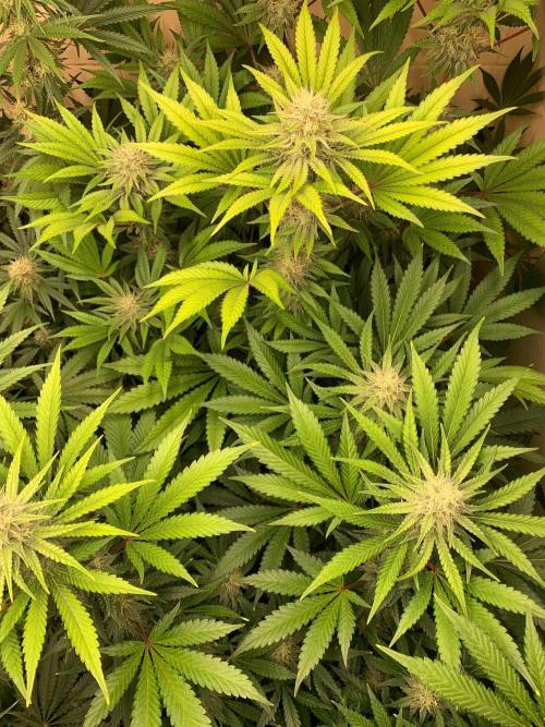 FF Mix pack fastbuds. Week 12 - 2/7 #S12 ( 23/09 )
