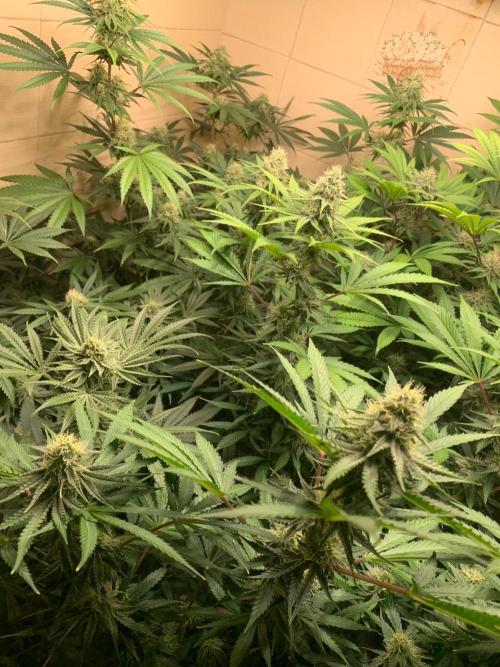 FF Mix pack fastbuds. Week 12 - 3/7 #S12 ( 24/09 ) 