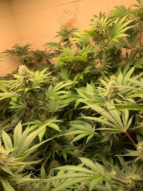 FF Mix pack fastbuds. Week 12 - 3/7 #S12 ( 24/09 ) 