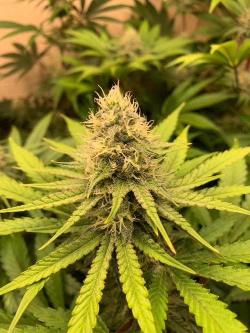FF Mix pack fastbuds. Week 12 - 4/7 #S12 ( 25/09 )