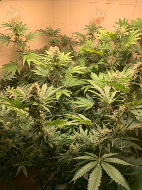 FF Mix pack fastbuds. Week 12 - 4/7 #S12 ( 25/09 )