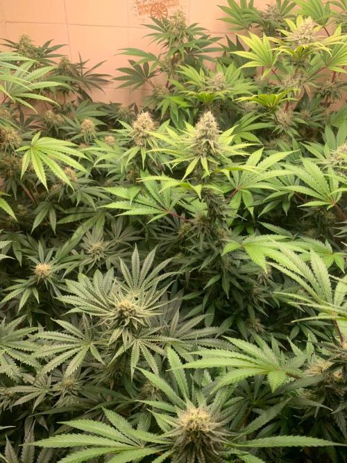 FF Mix pack fastbuds. Week 12 - 5/7 #S12 ( 26/09 )