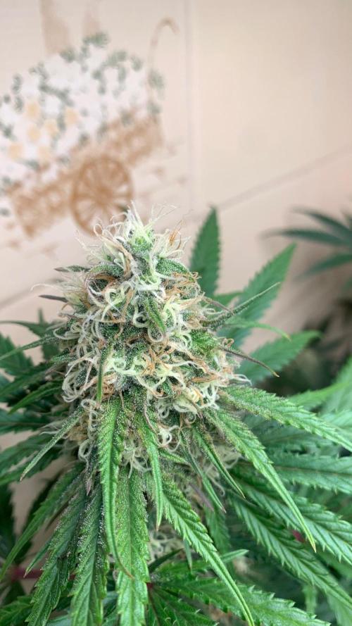 FF Mix pack fastbuds. Week 12 - Weeding cheesecake