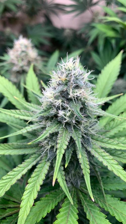 FF Mix pack fastbuds. Week 12 - Orange sherbet ou Cc4 sherbet