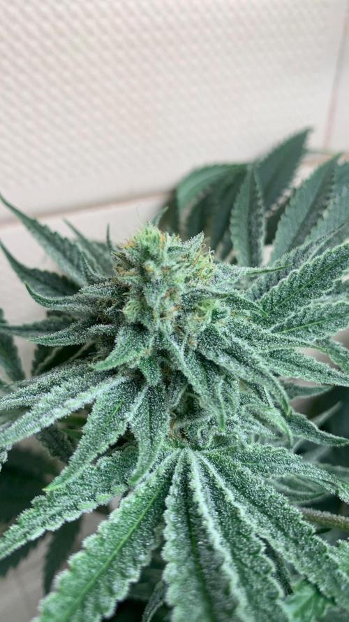 FF Mix pack fastbuds. Week 12 - Gorilla cookies 