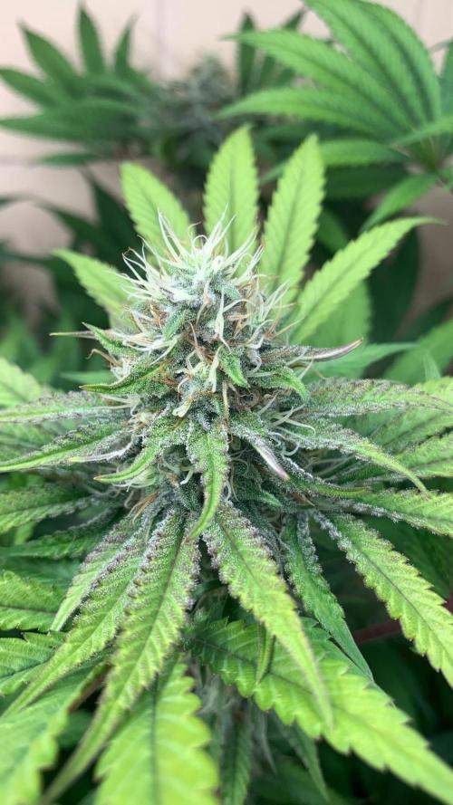 FF Mix pack fastbuds. Week 12 - Tropicana cookies