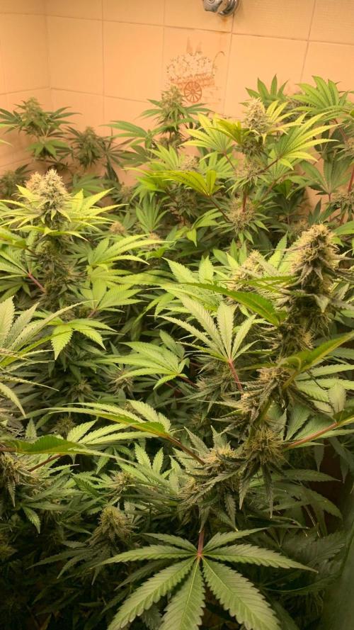 FF Mix pack fastbuds. Week 12 - 6/7 #S12 ( 27/09 )