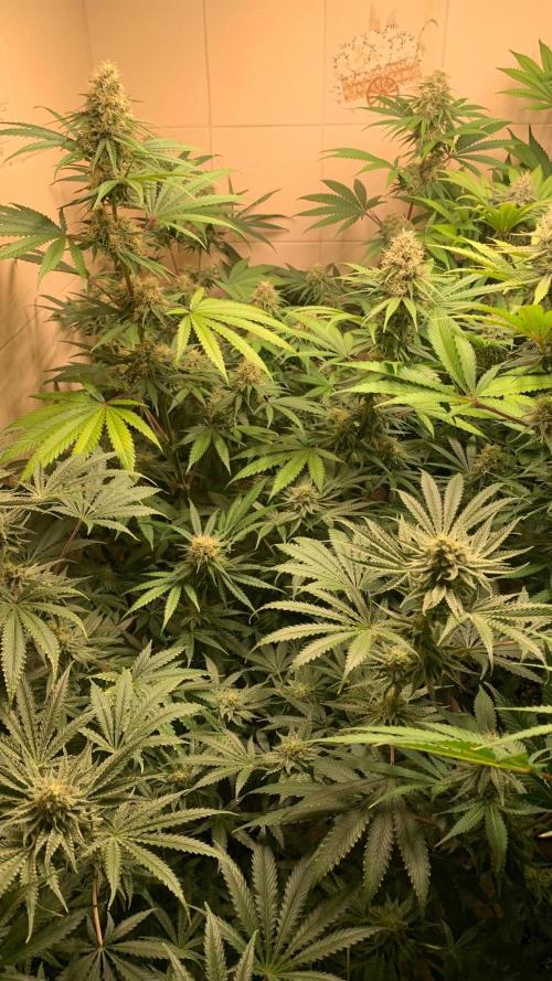 FF Mix pack fastbuds. Week 12 - 6/7 #S12 ( 27/09 )