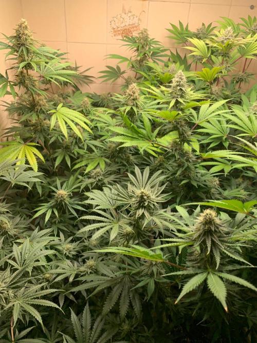 FF Mix pack fastbuds. Week 12 - 7/7 #S12 ( 28/09 )