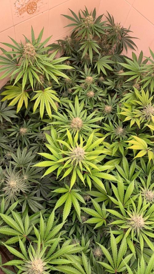 FF Mix pack fastbuds. Week 12 - 7/7 #S12 ( 28/09 )