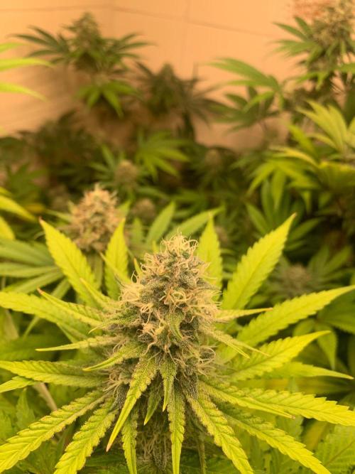 FF Mix pack fastbuds. Week 13 - 1/7 #S13 ( 29/09 )
