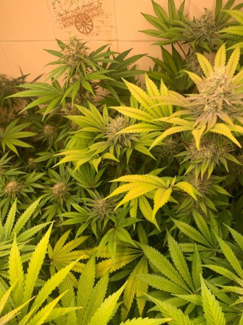 FF Mix pack fastbuds. Week 13 - 1/7 #S13 ( 29/09 )