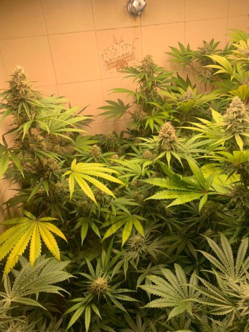 FF Mix pack fastbuds. Week 13 - 1/7 #S13 ( 29/09 )