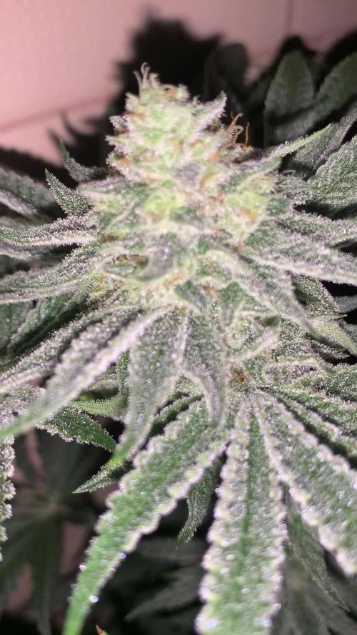 FF Mix pack fastbuds