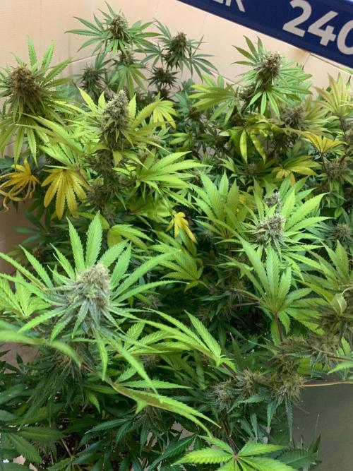 FF Mix pack fastbuds. Week 13 - 3/7 #S13 ( 01/10 )