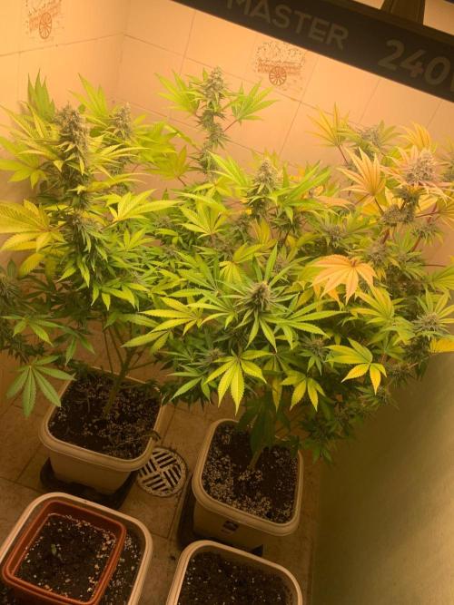 Mix Pack FF. Week 14