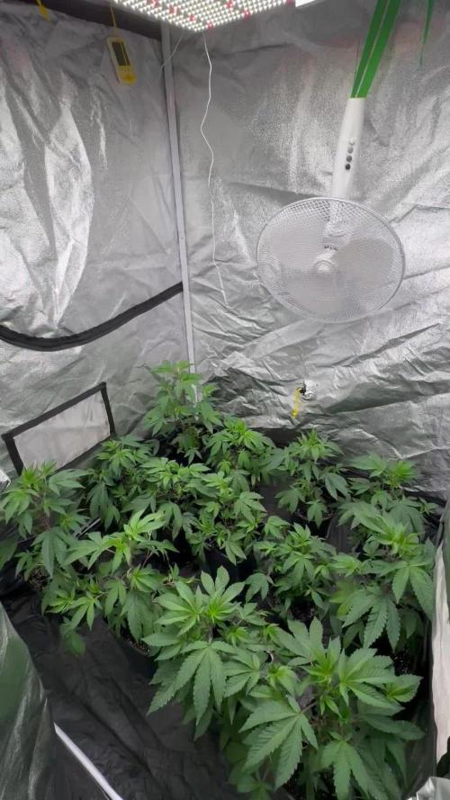 Crystal cookies first grow 2025