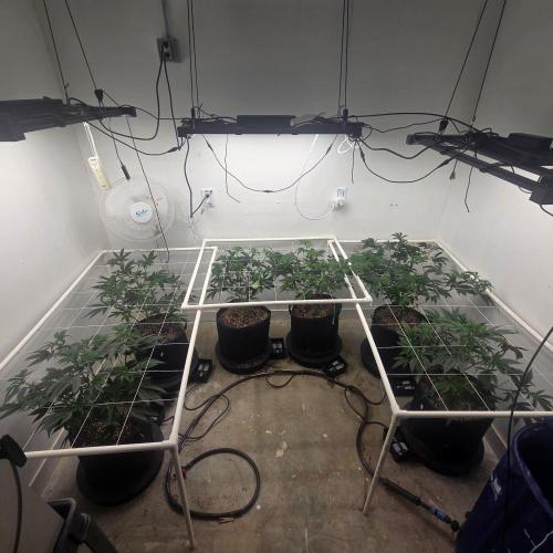Autopots, beanstalk crf, and water. Week 4 - Week 4 of veg - transplanted from veg tent on 8/5