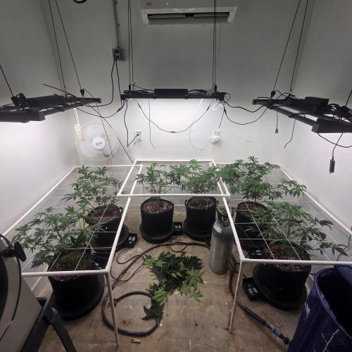 Autopots, beanstalk crf, and water. Week 5 - I defoliated on 8/8. It is important to stay ahead on defoliation.