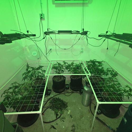 Autopots, beanstalk crf, and water. Week 5 - Invested 2.5 hours into improving my scrog nets Saturday night. 