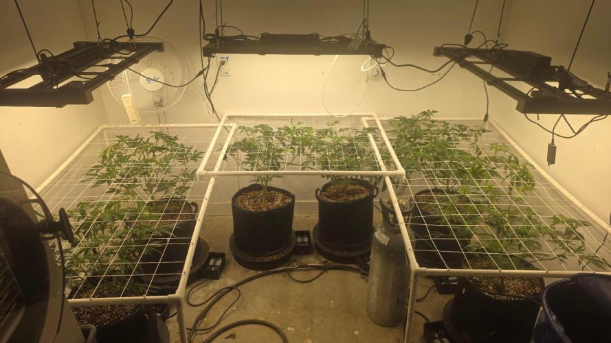 Autopots, beanstalk crf, and water. Week 5 - Looking great!