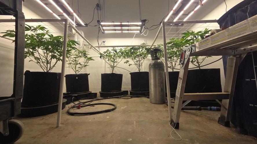Autopots, beanstalk crf, and water. Week 5 - I'm way ahead on defoliation this grow and the canopy is much better as well.