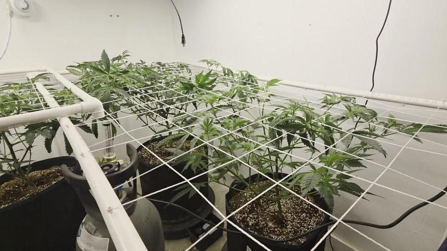 Autopots, beanstalk crf, and water