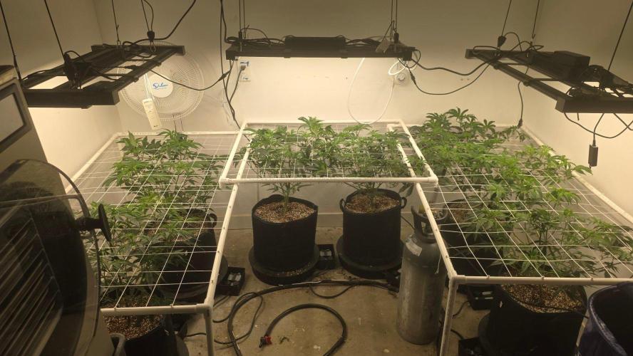 Autopots, beanstalk crf, and water. Week 5 - Day 32. The plants are growing nicely.