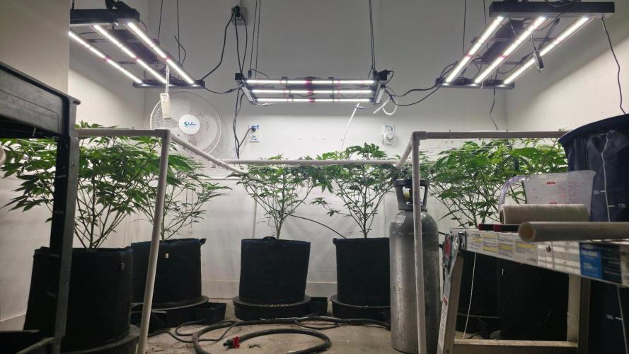 Autopots, beanstalk crf, and water. Week 5 - It has been about 3-4 days since the scrog was fixed and I did the defoliation. 