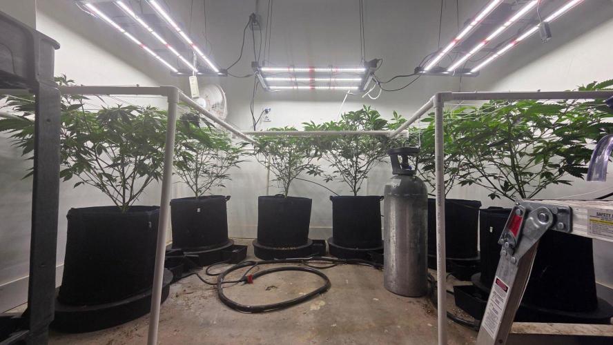 Autopots, beanstalk crf, and water. Week 6