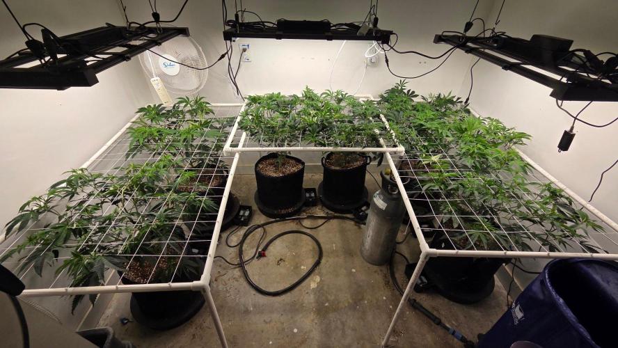 Autopots, beanstalk crf, and water. Week 6