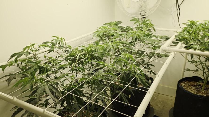 Autopots, beanstalk crf, and water