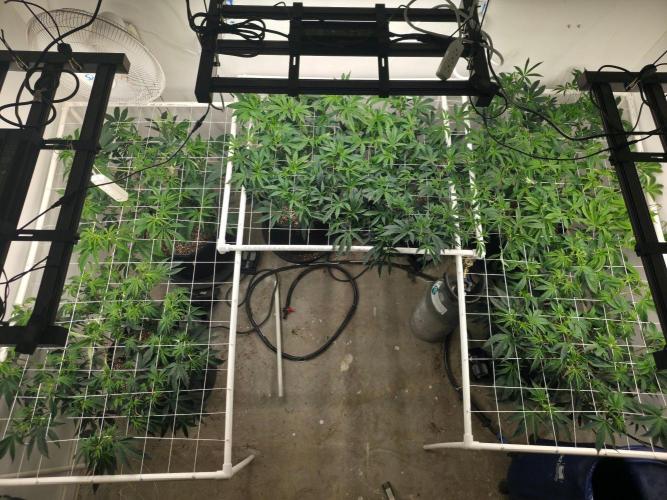 Autopots, beanstalk crf, and water. Week 6