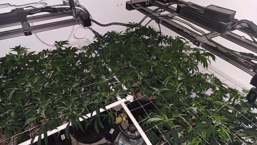 Autopots, beanstalk crf, and water. Week 6