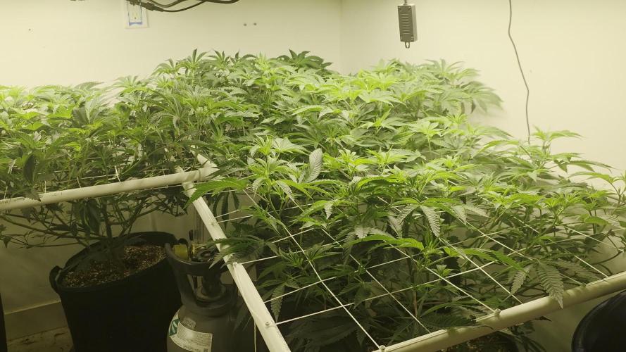 Autopots, beanstalk crf, and water