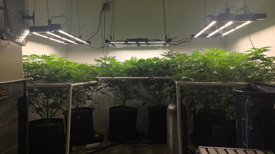 Autopots, beanstalk crf, and water. Week 7