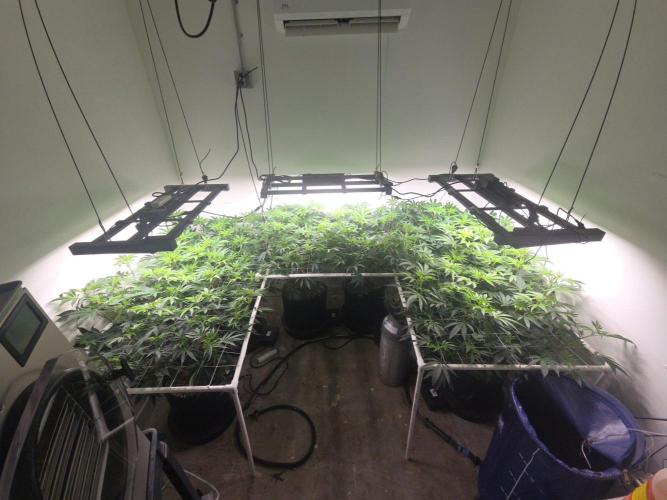 Autopots, beanstalk crf, and water. Week 7