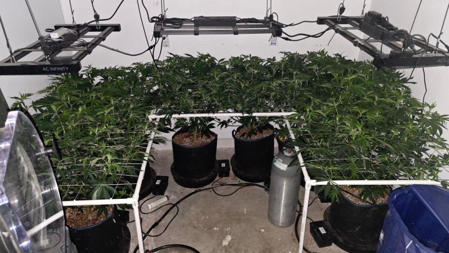Autopots, beanstalk crf, and water. Week 7