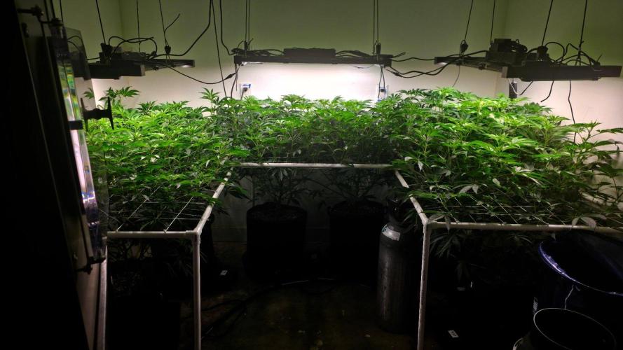 Autopots, beanstalk crf, and water. Week 7