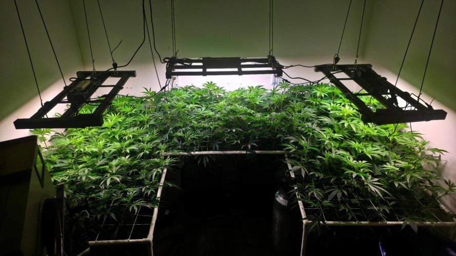 Autopots, beanstalk crf, and water. Week 7