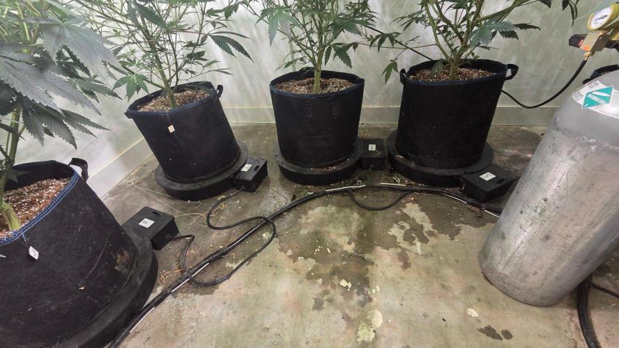 Autopots, beanstalk crf, and water. Week 7