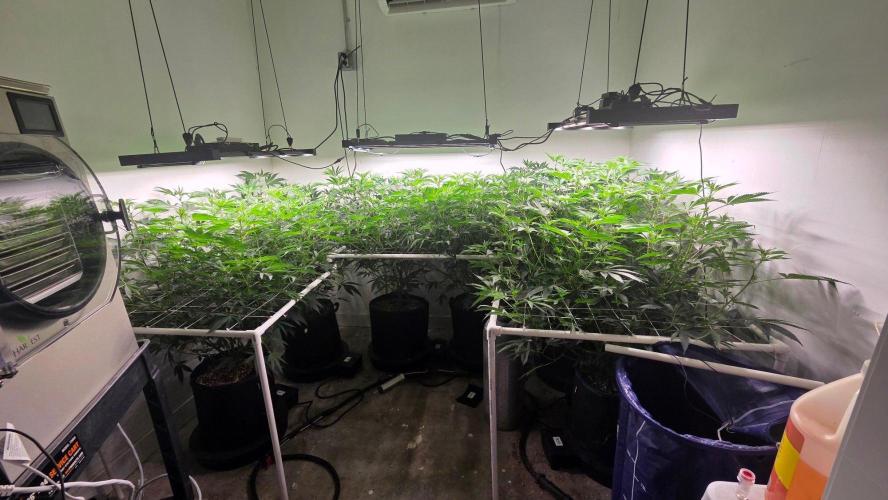Autopots, beanstalk crf, and water. Week 7