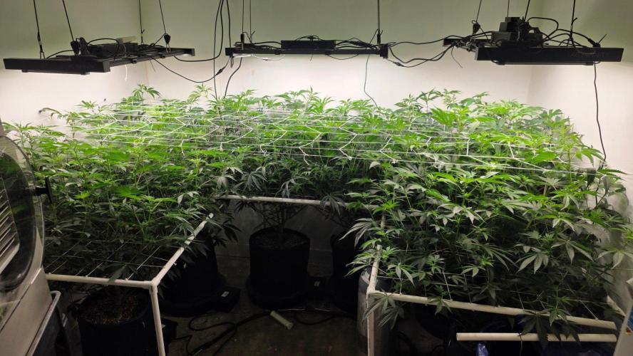 Autopots, beanstalk crf, and water. Week 8