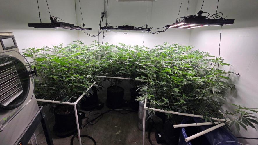 Autopots, beanstalk crf, and water. Week 8