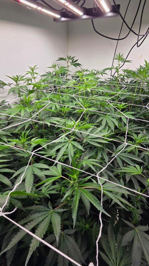 Autopots, beanstalk crf, and water. Week 8