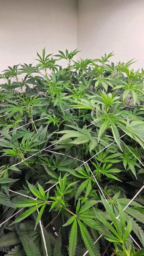 Autopots, beanstalk crf, and water. Week 8
