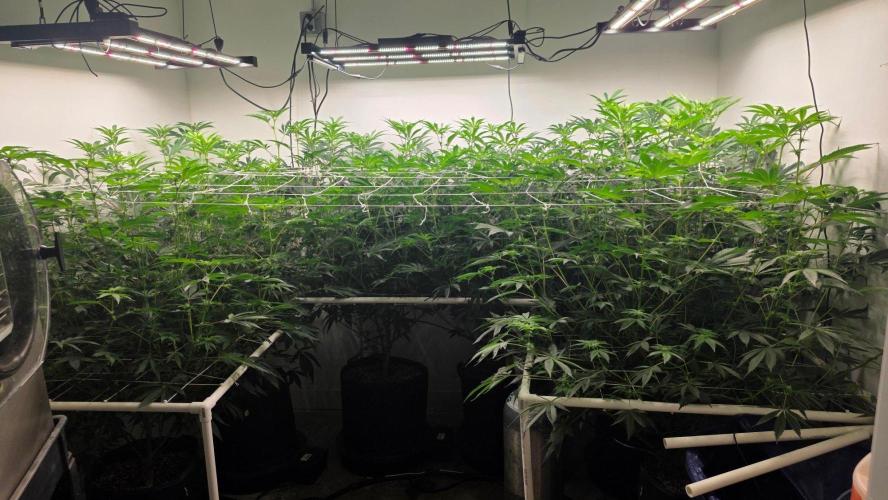 Autopots, beanstalk crf, and water. Week 8